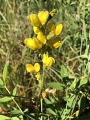 Thermopsis gracilis