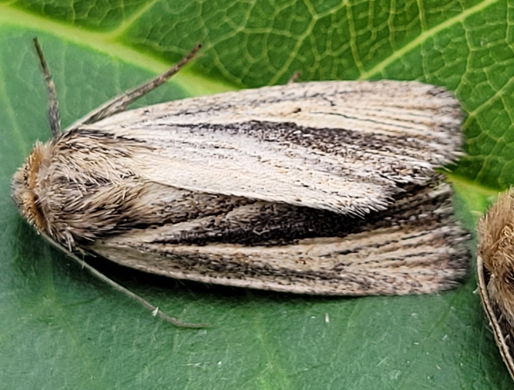 Brown-streaked Rustic
