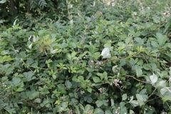 Rubus nemophilus