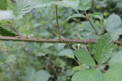 Rubus nemophilus
