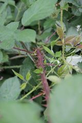 Rubus nemophilus