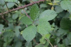 Rubus nemophilus