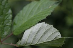 Rubus nemophilus