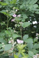 Rubus nemophilus