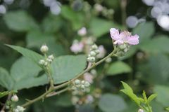 Rubus nemophilus