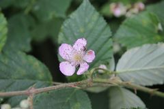 Rubus nemophilus