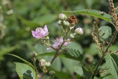 Rubus nemophilus