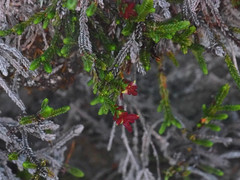 Exobasidium cassiopes