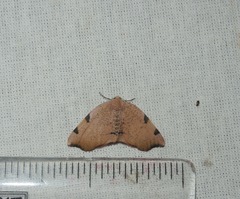 Achrosis