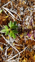 Corydalis pauciflora