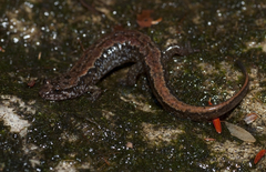 Desmognathus conanti
