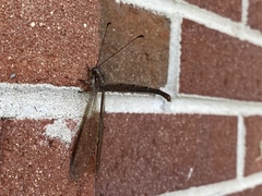 Ascaloptynx appendiculata