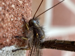 Ascaloptynx appendiculata