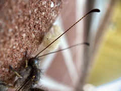 Ascaloptynx appendiculata