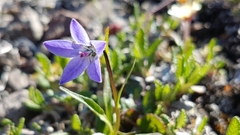Campanula uniflora