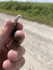 Holbrookia subcaudalis