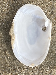 Periploma planiusculum