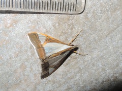 Agrioglypta eurytusalis