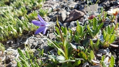 Campanula uniflora