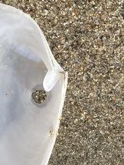 Periploma planiusculum