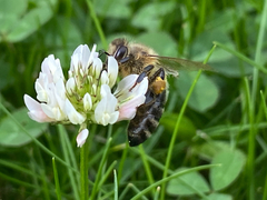 Apis mellifera