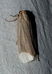 Sidyma albifinis