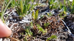 Oxytropis scammaniana