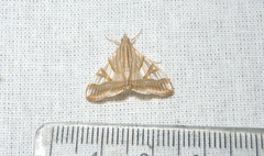 Agrioglypta zelimalis
