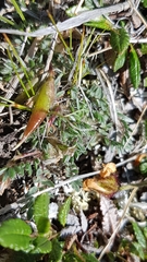 Oxytropis huddelsonii