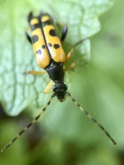 Rutpela maculata