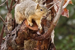Sciurus niger