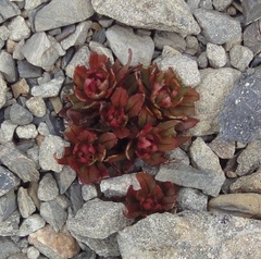 Epilobium pycnostachyum
