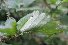 Rubus phyllanthoides