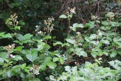 Rubus phyllanthoides