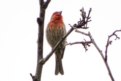 Haemorhous mexicanus