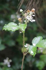 Rubus phyllanthoides