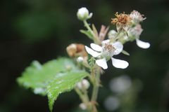 Rubus phyllanthoides