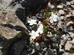 Claytonia multiscapa pacifica