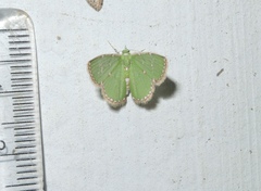 Argyrocosma inductaria