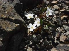 Claytonia multiscapa pacifica