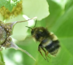 Bombus sitkensis