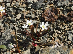 Claytonia multiscapa pacifica