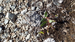 Claytonia multiscapa pacifica