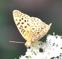 Speyeria coronis