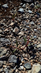 Claytonia multiscapa pacifica