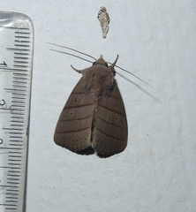 Asta quadrilinea