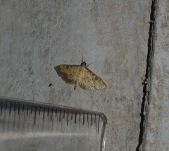 Ategumia