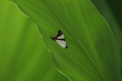 Eulepidotis rectimargo