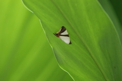 Eulepidotis rectimargo