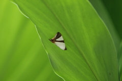 Eulepidotis rectimargo